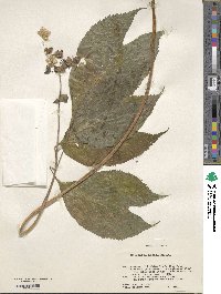 Hydrangea bifida image