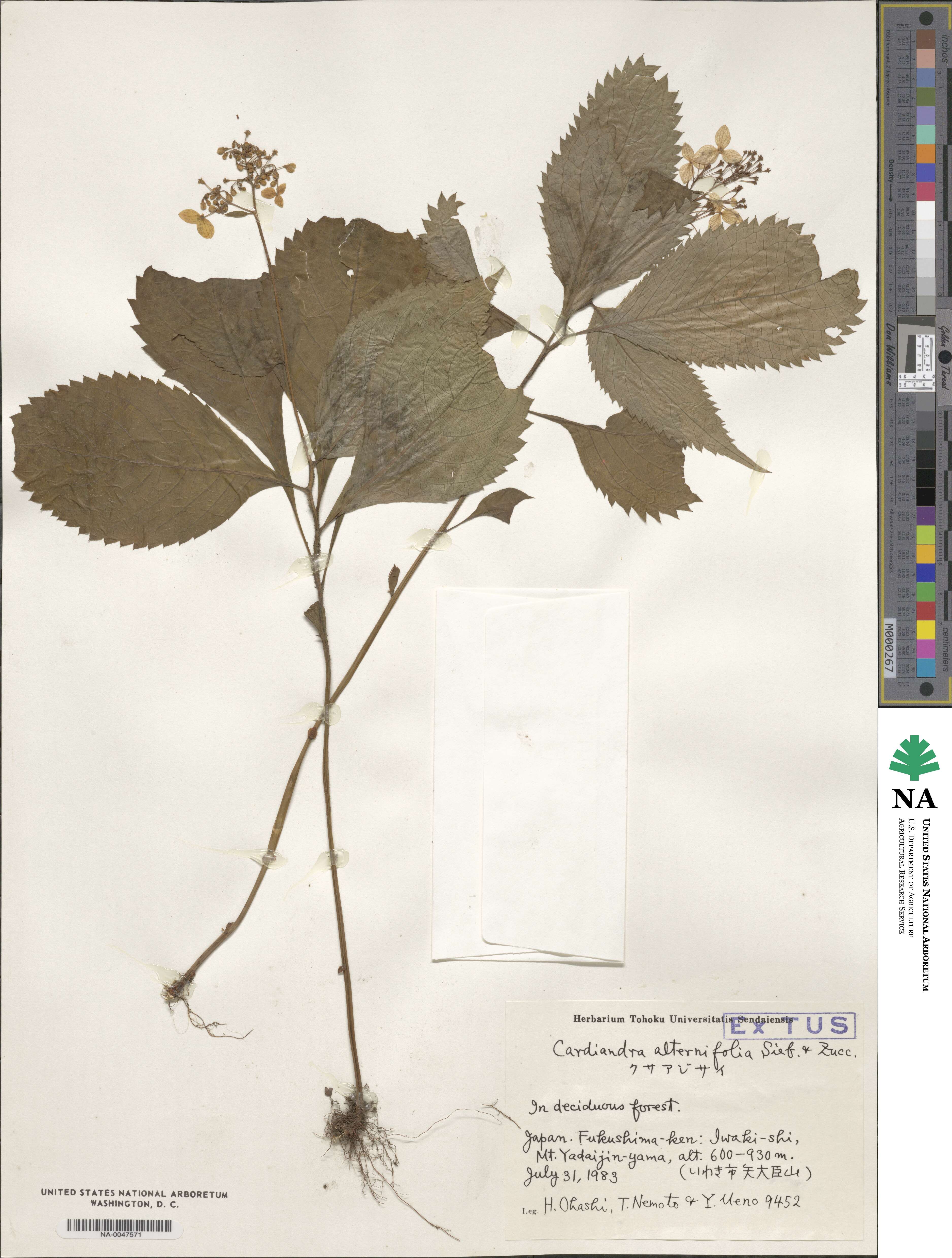 Hydrangea alternifolia image