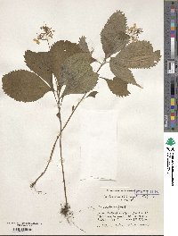 Hydrangea alternifolia image