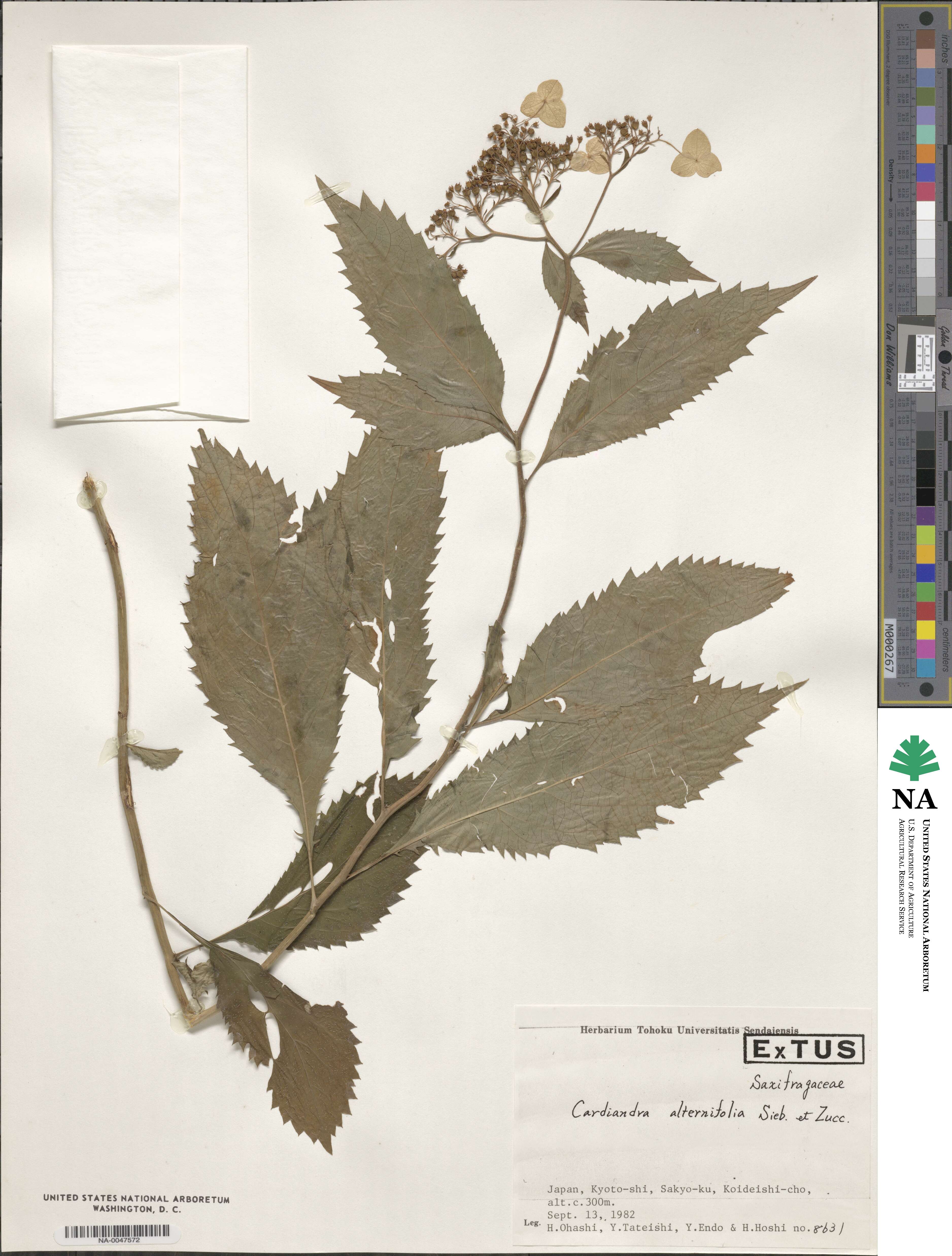 Hydrangea alternifolia image