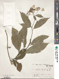 Hydrangea alternifolia image