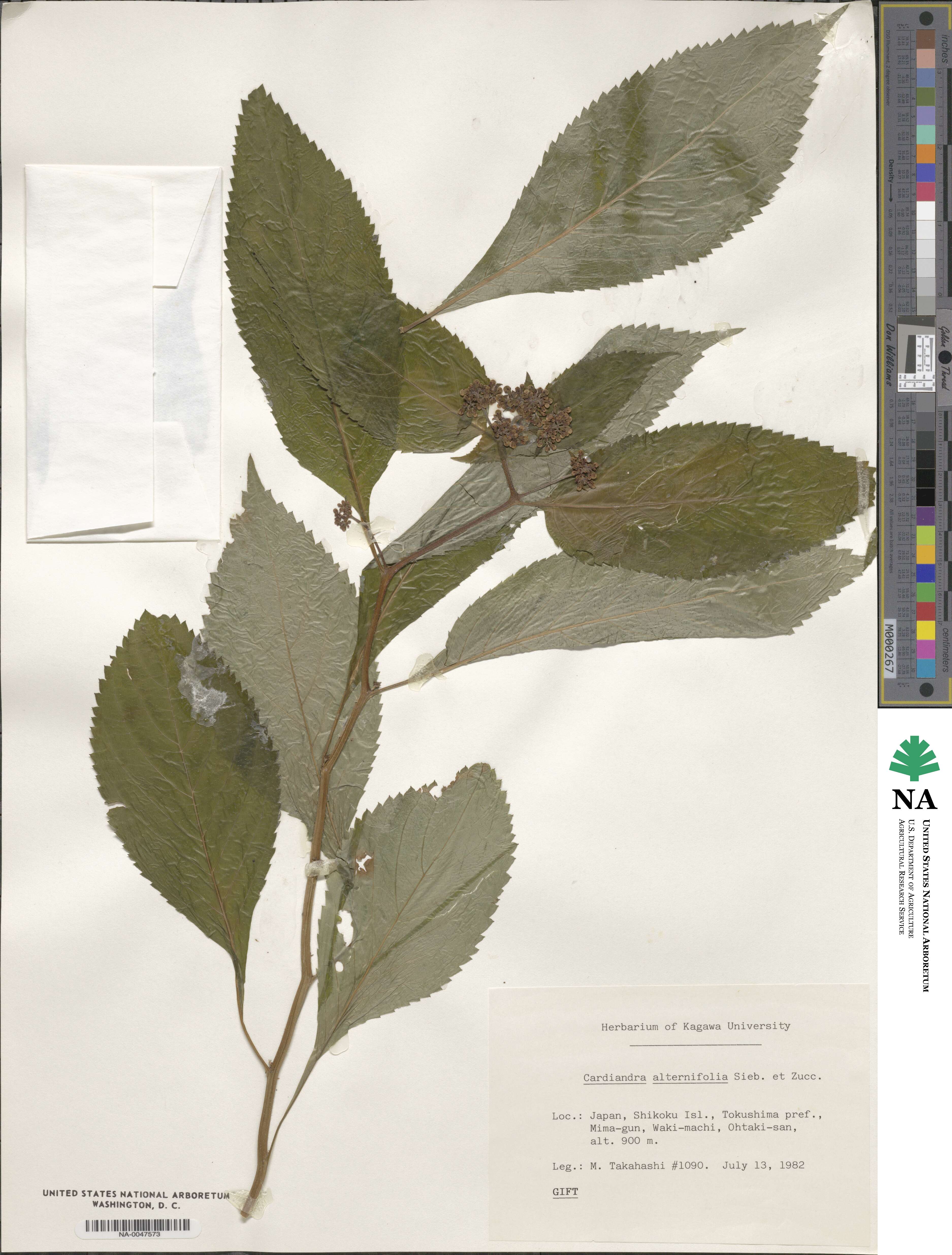 Hydrangea alternifolia image