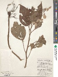 Hydrangea moellendorffii image