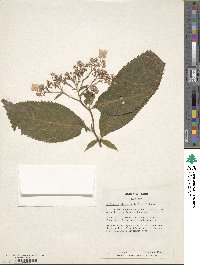 Hydrangea alternifolia image