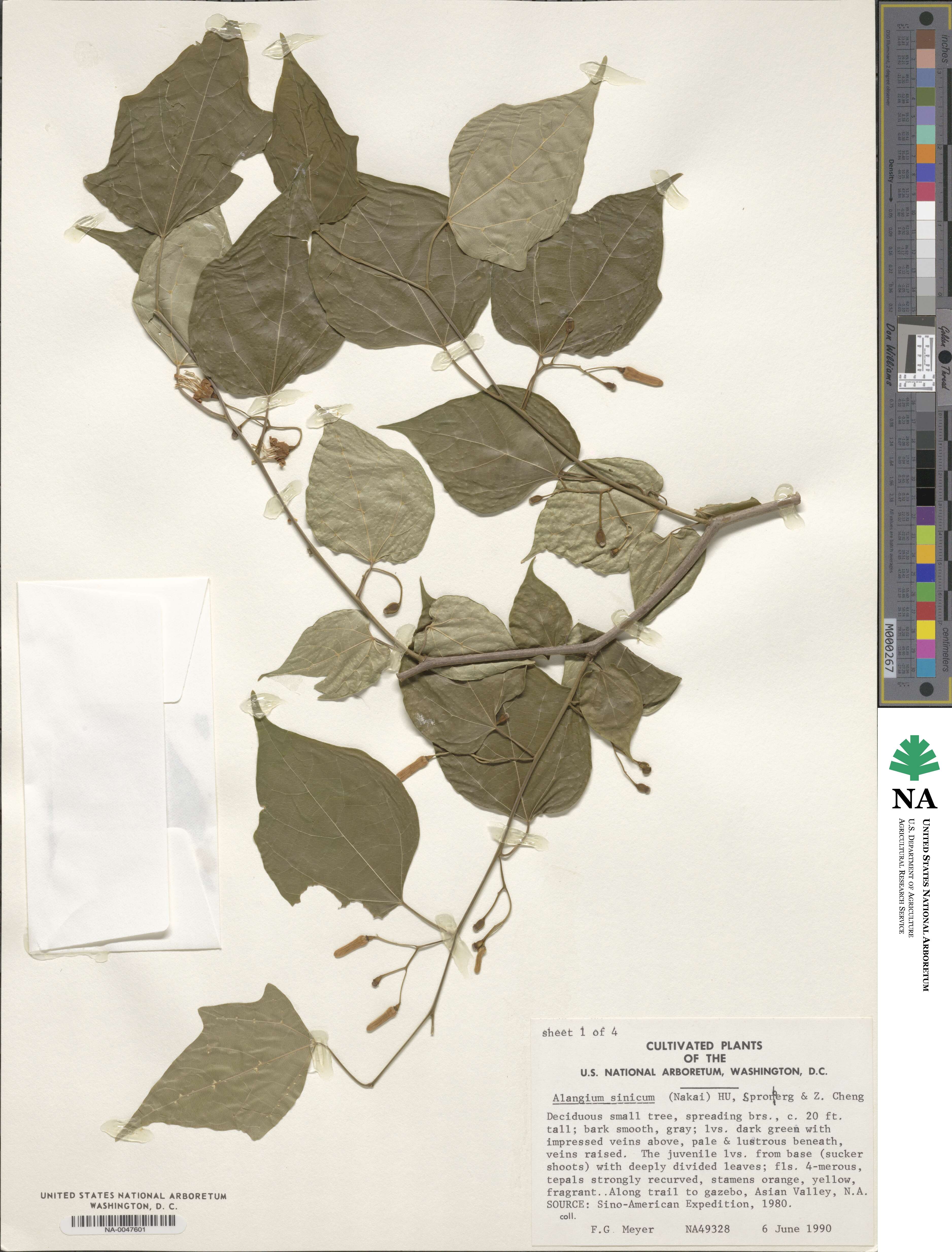 Alangium image