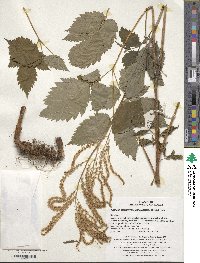 Aruncus dioicus image