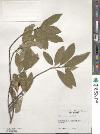 Prunus emarginata image