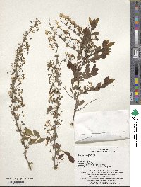 Spiraea betulifolia image