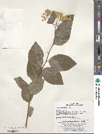 Spiraea betulifolia image