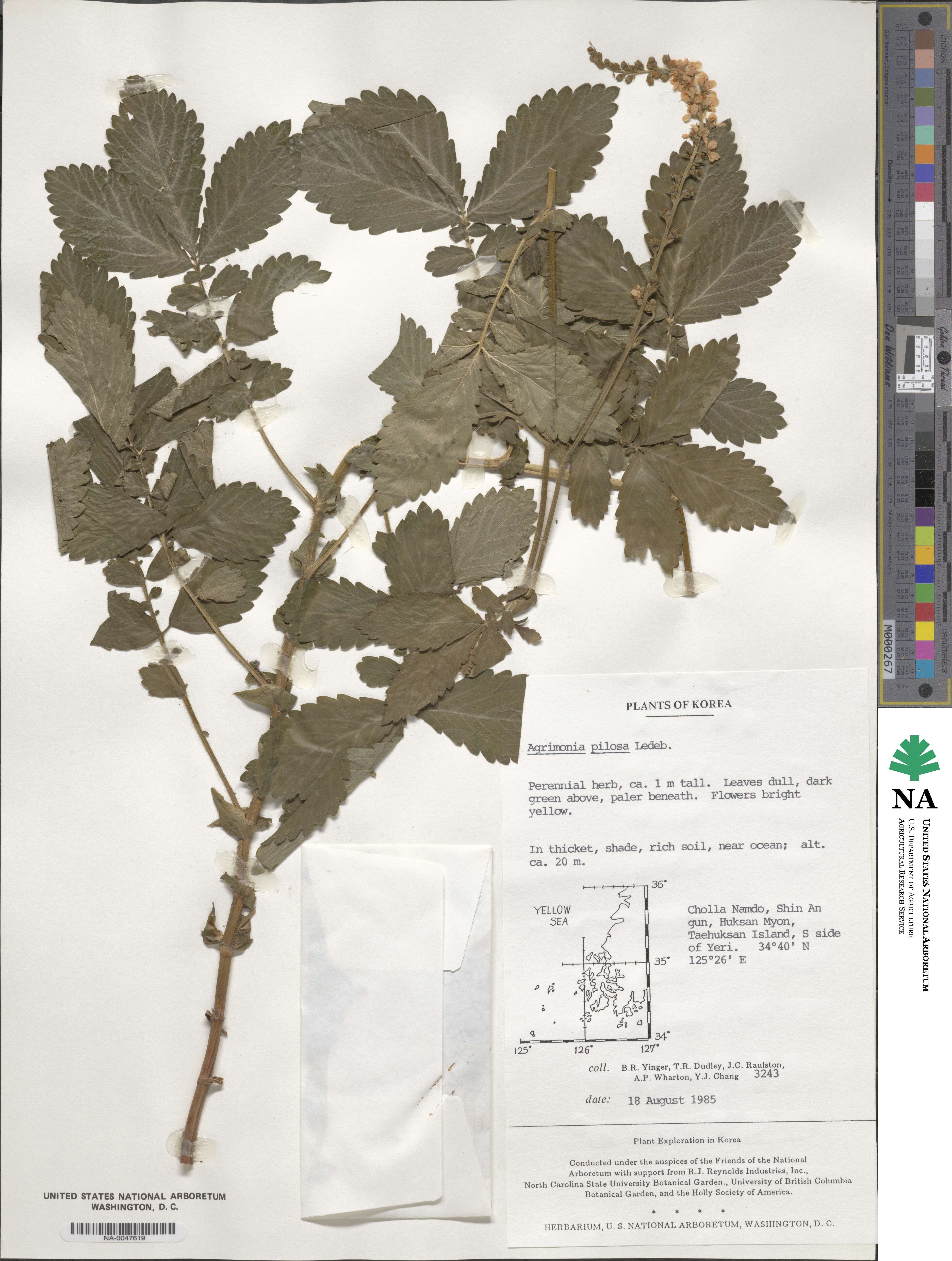 Agrimonia pilosa image