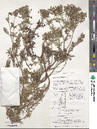 Potentilla chinensis image