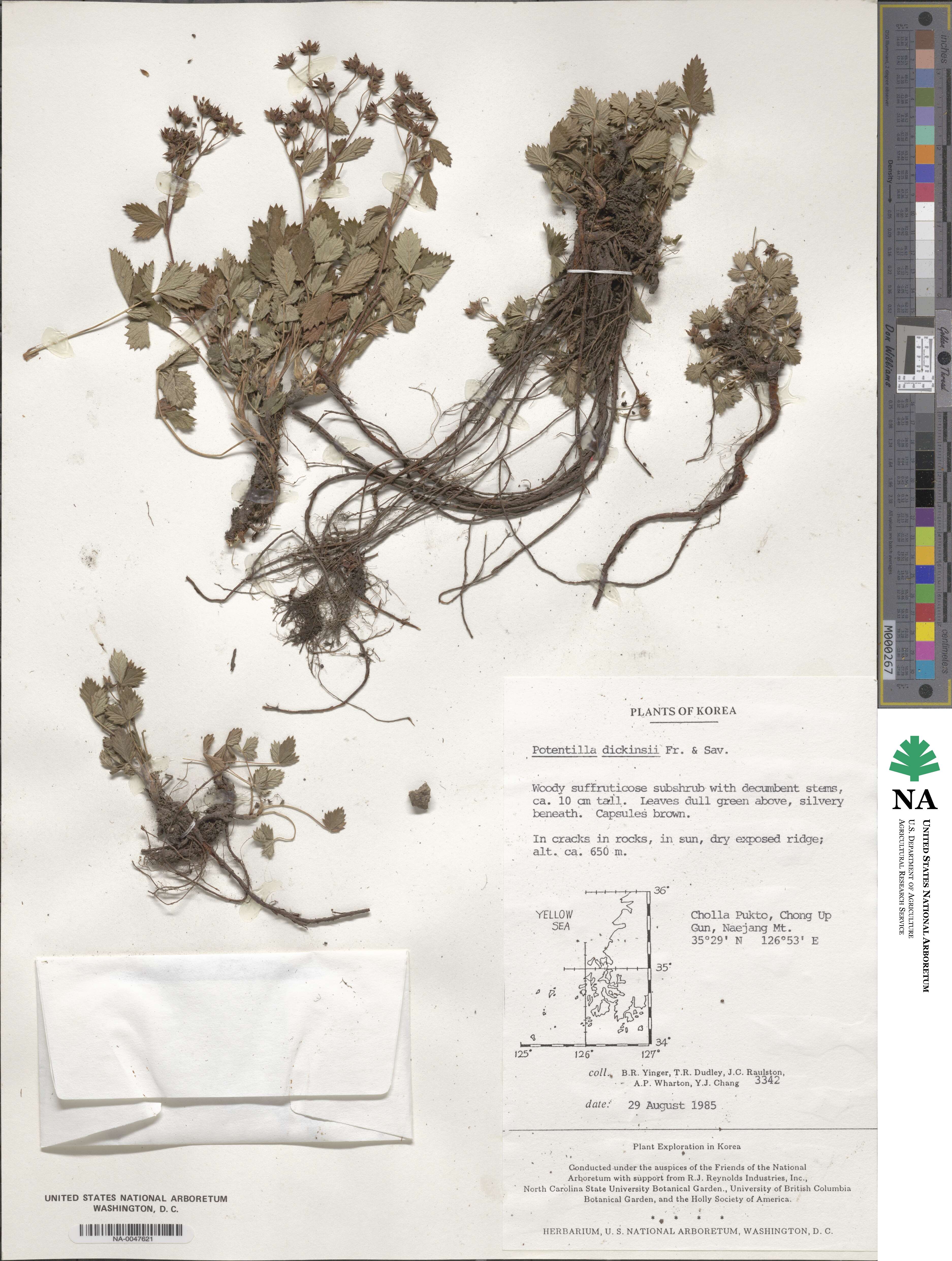 Potentilla dickinsii image