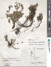 Image of Potentilla dickinsii