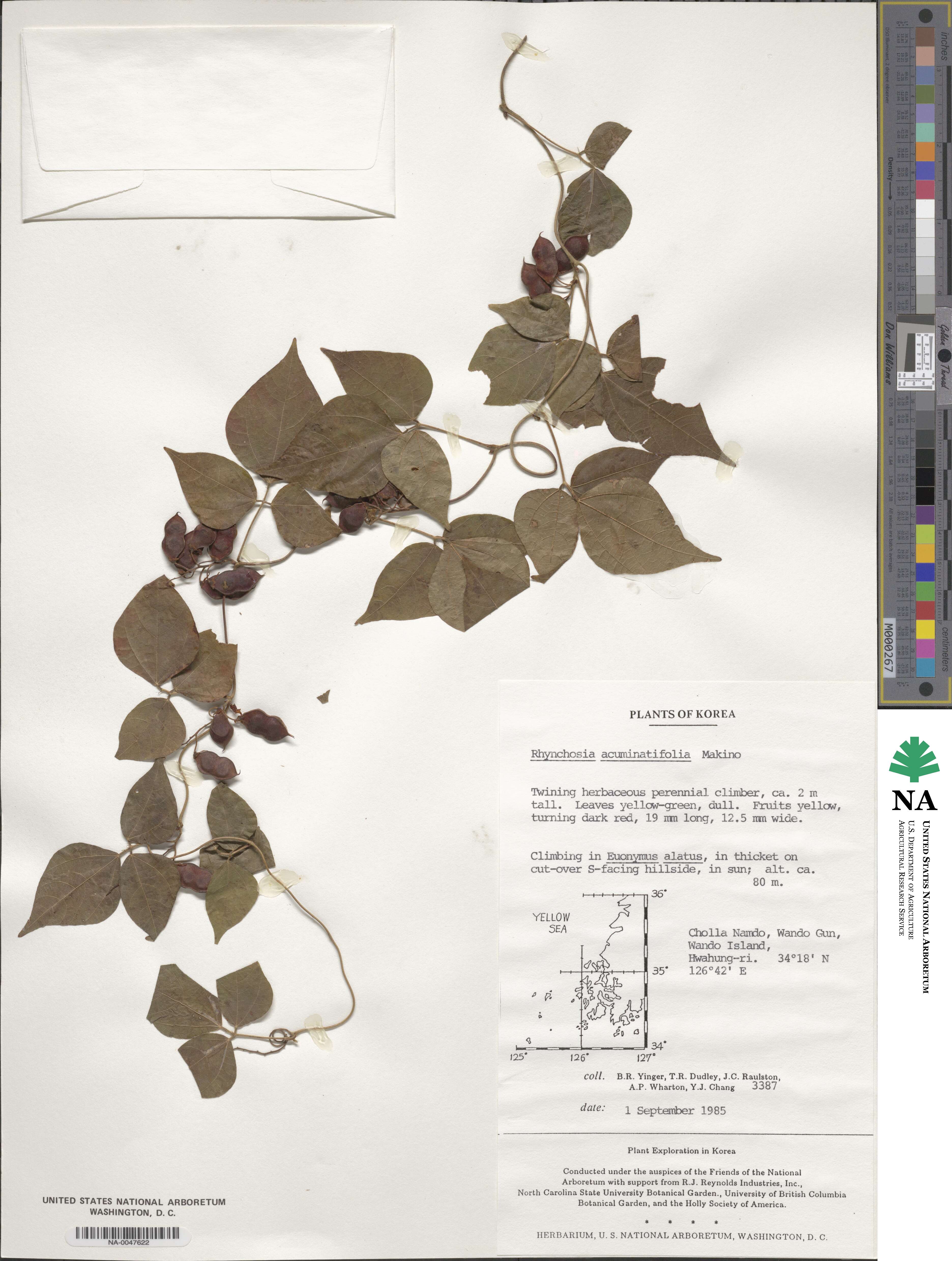 Rhynchosia acuminatifolia image