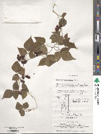 Image of Rhynchosia acuminatifolia