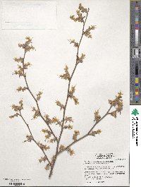 Corylopsis pauciflora image