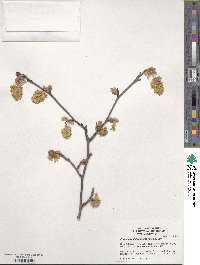 Corylopsis glabrescens image