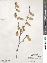 Image of Corylopsis veitchiana