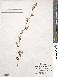 Corylopsis pauciflora image