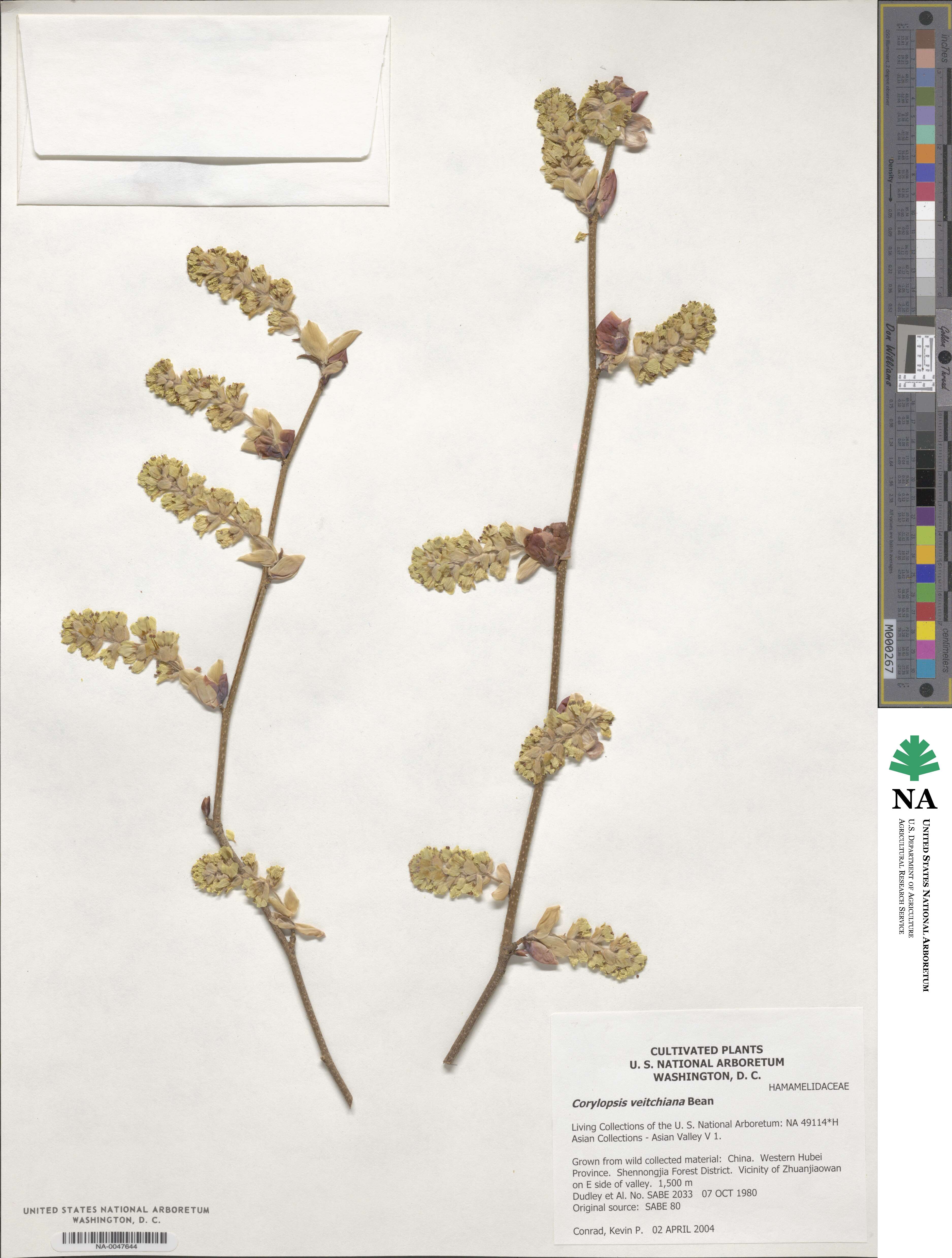 Corylopsis veitchiana image