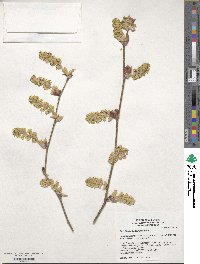 Corylopsis veitchiana image