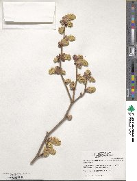 Corylopsis sinensis image