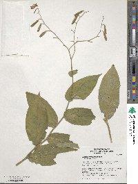 Image of Tricyrtis formosana