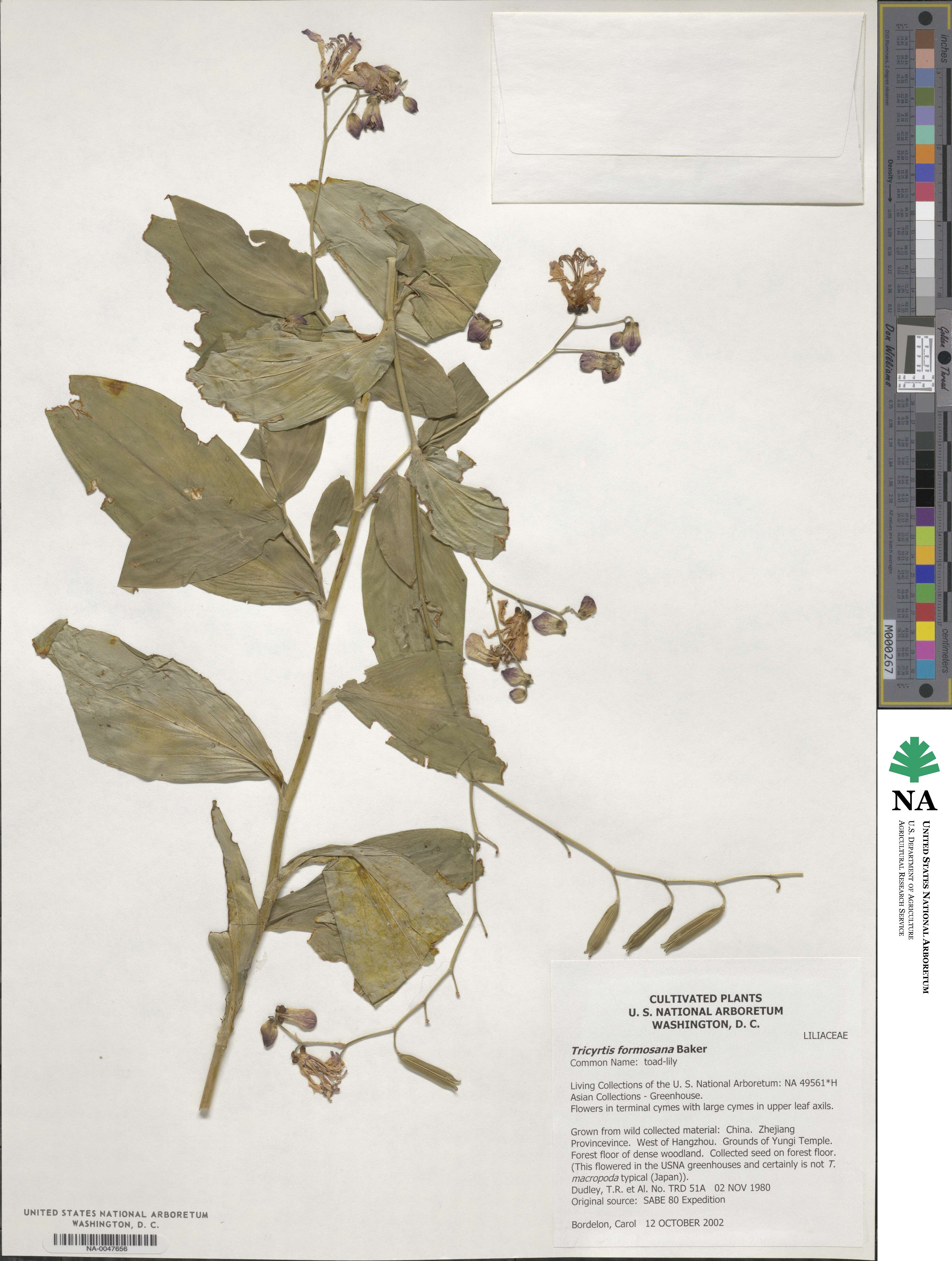 Tricyrtis formosana image