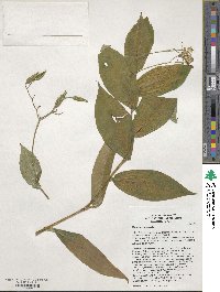 Image of Tricyrtis puberula