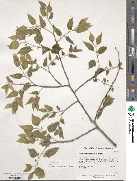 Celtis occidentalis image