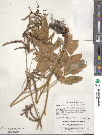 Aruncus dioicus var. kamtschaticus image