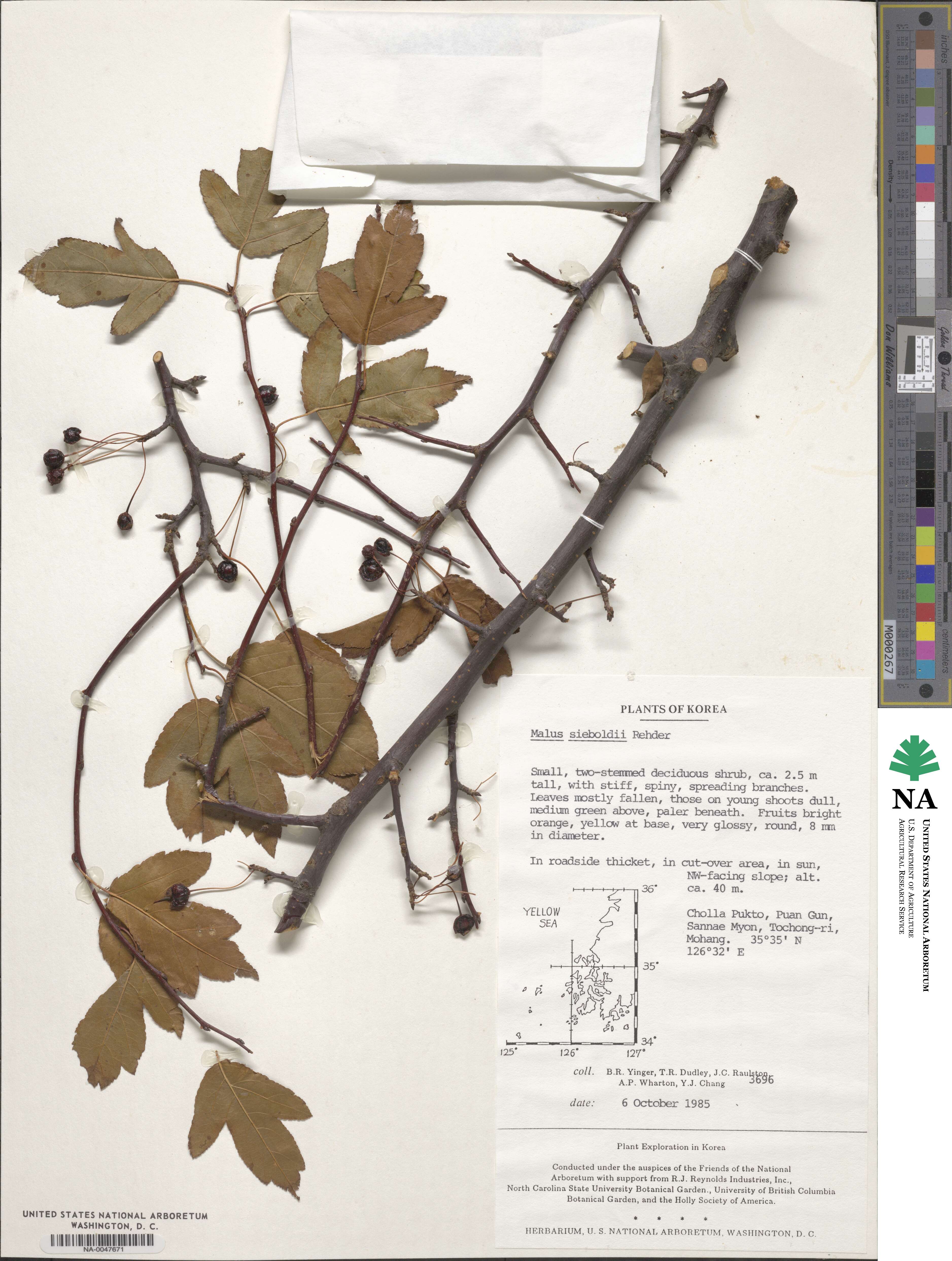 Malus sieboldii image