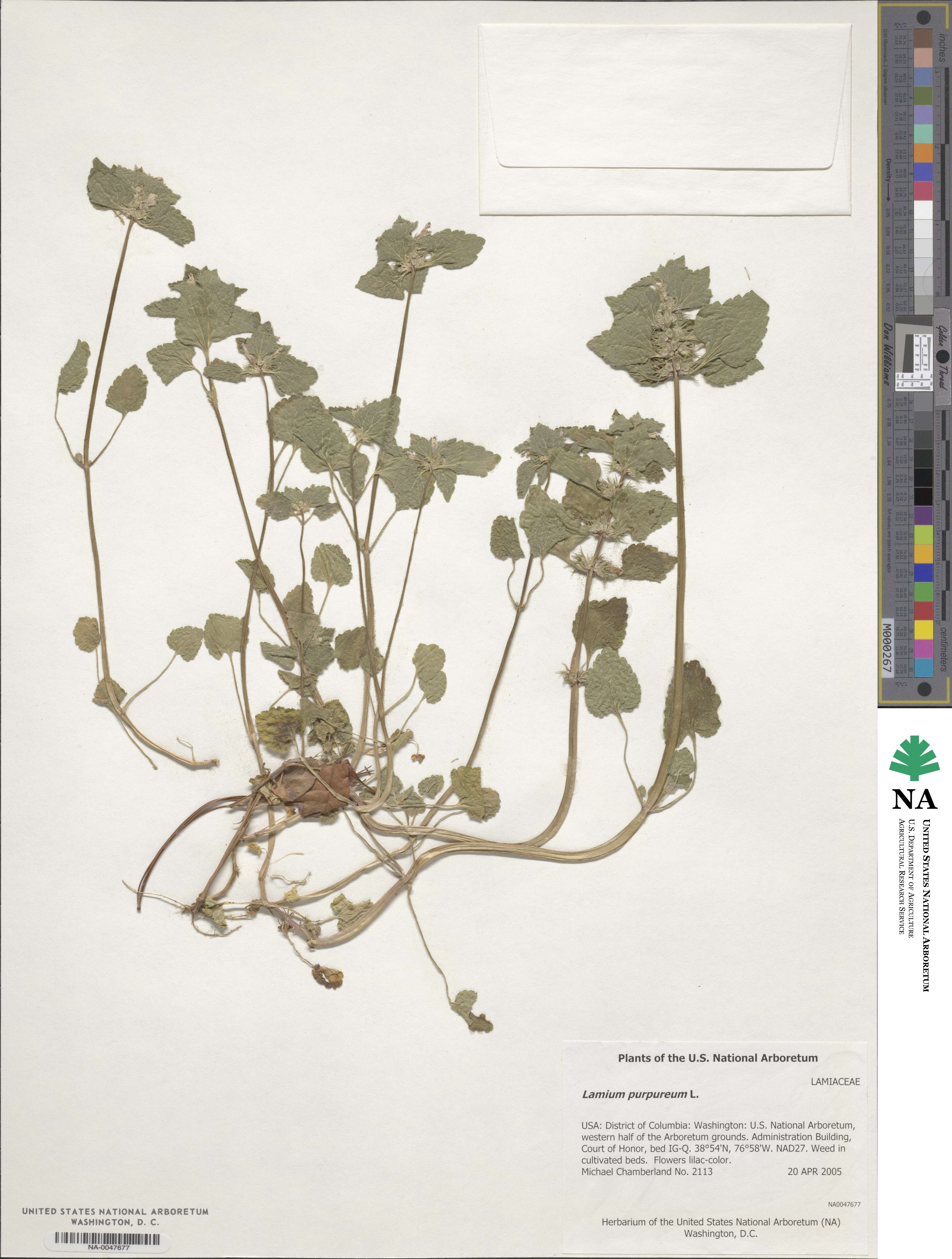 Lamium image