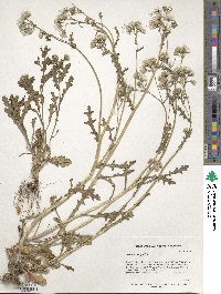 Senecio vulgaris image