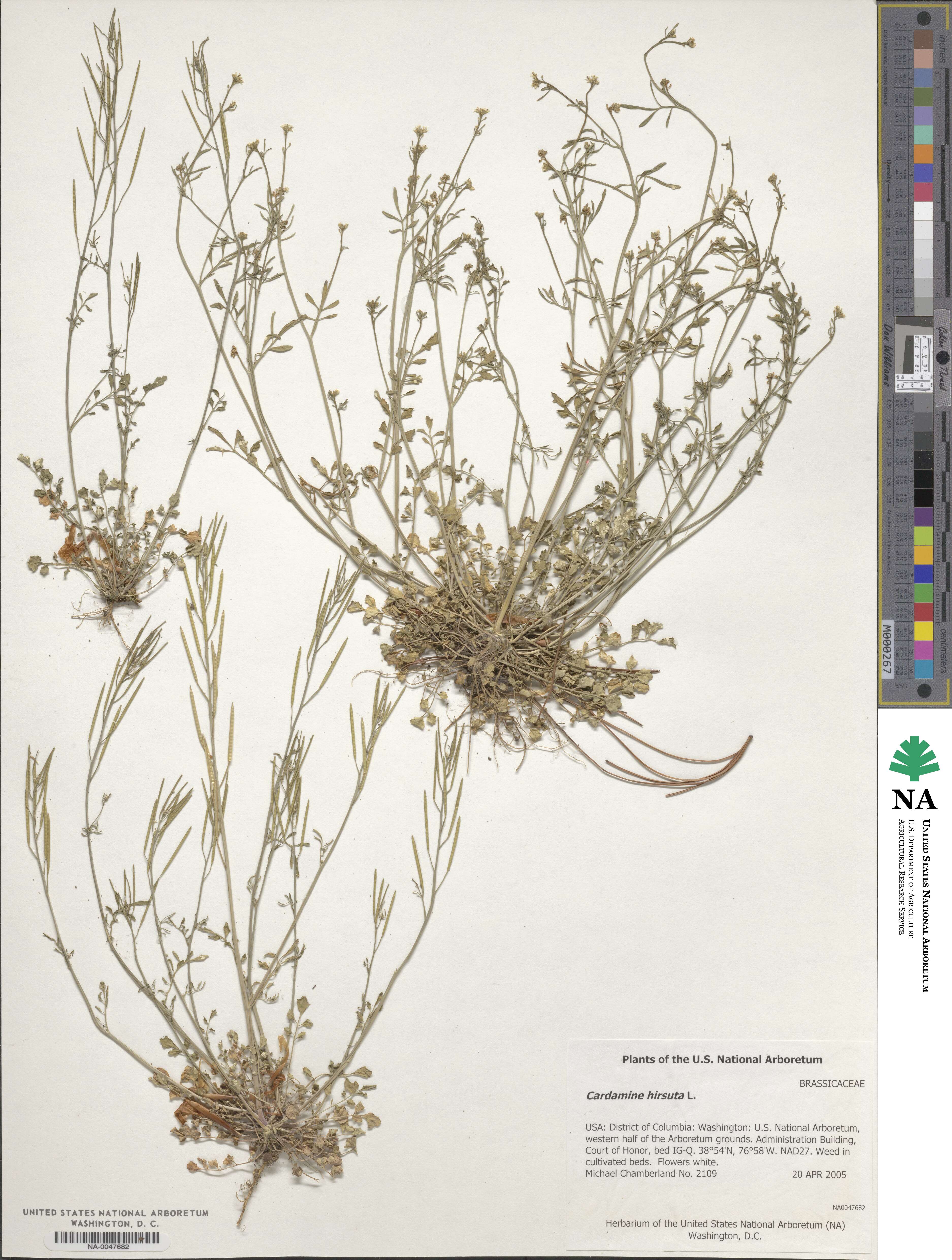 Cardamine hirsuta image