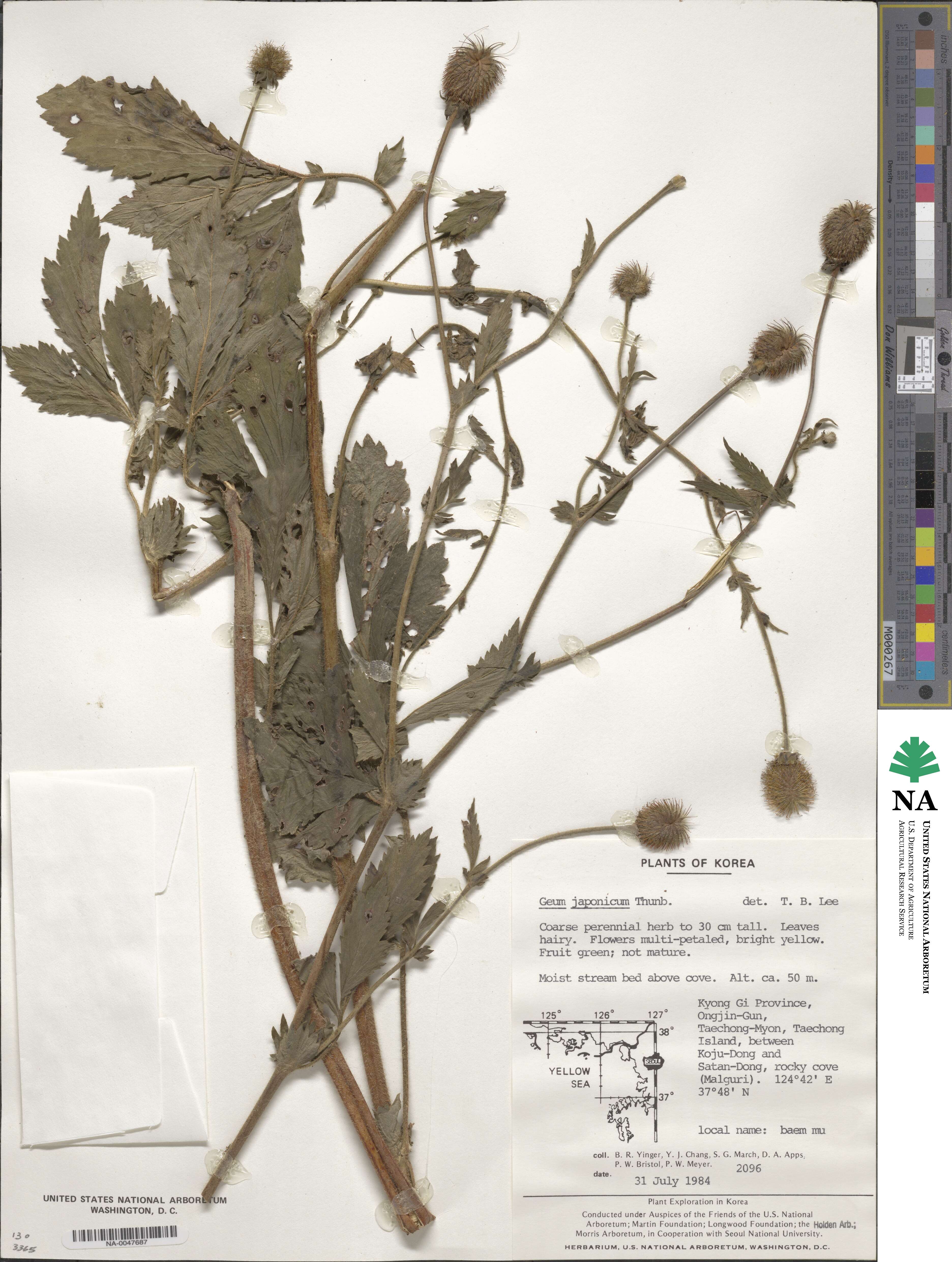 Geum japonicum image