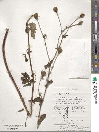 Geum japonicum image