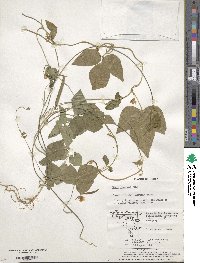 Vigna unguiculata subsp. unguiculata image