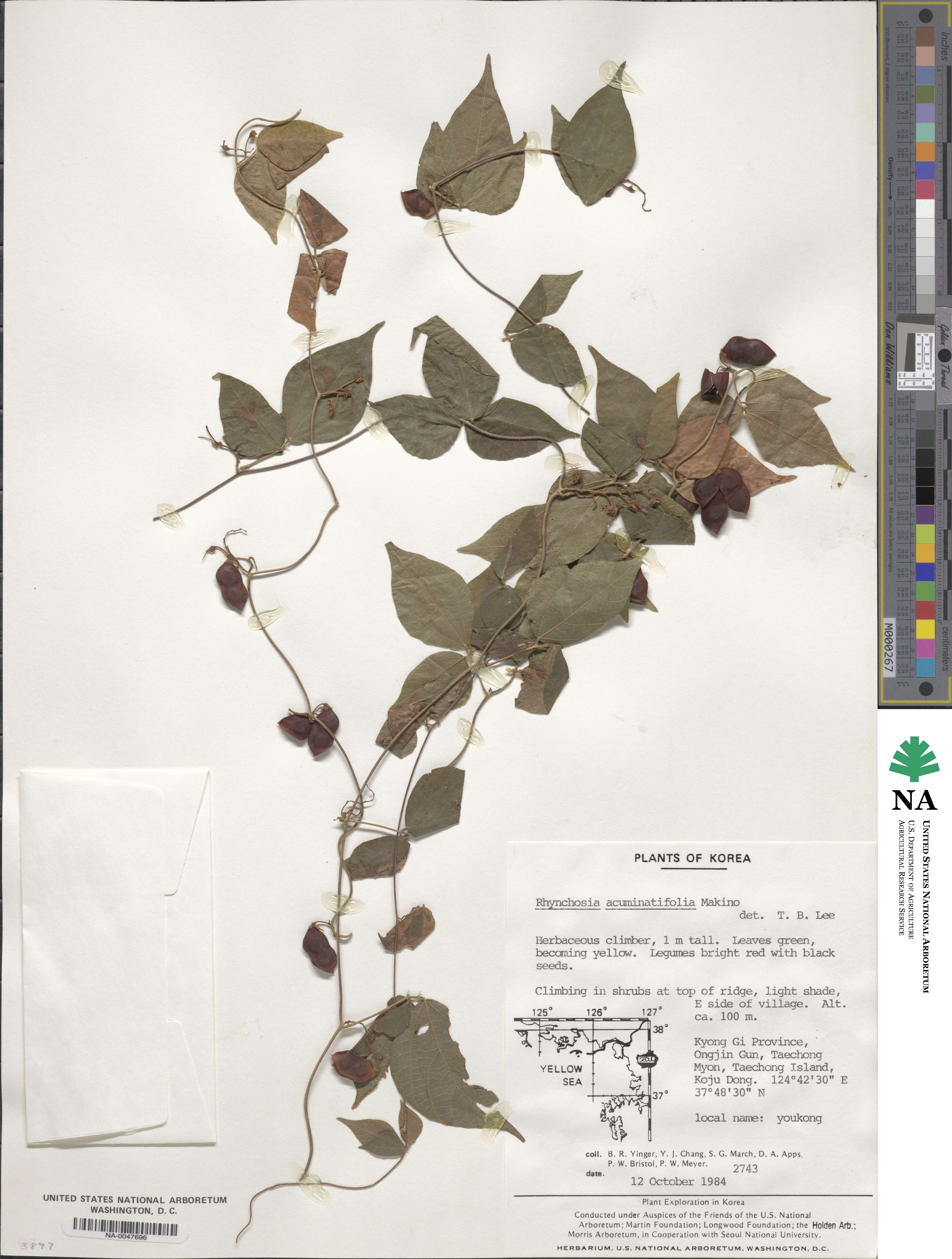 Rhynchosia acuminatifolia image