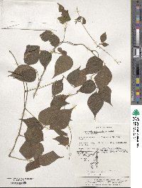 Rhynchosia acuminatifolia image