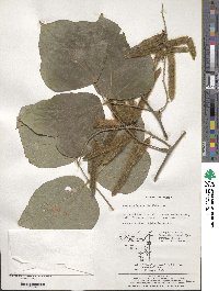 Pueraria montana image