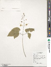 Epimedium davidii image