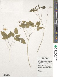 Epimedium grandiflorum image