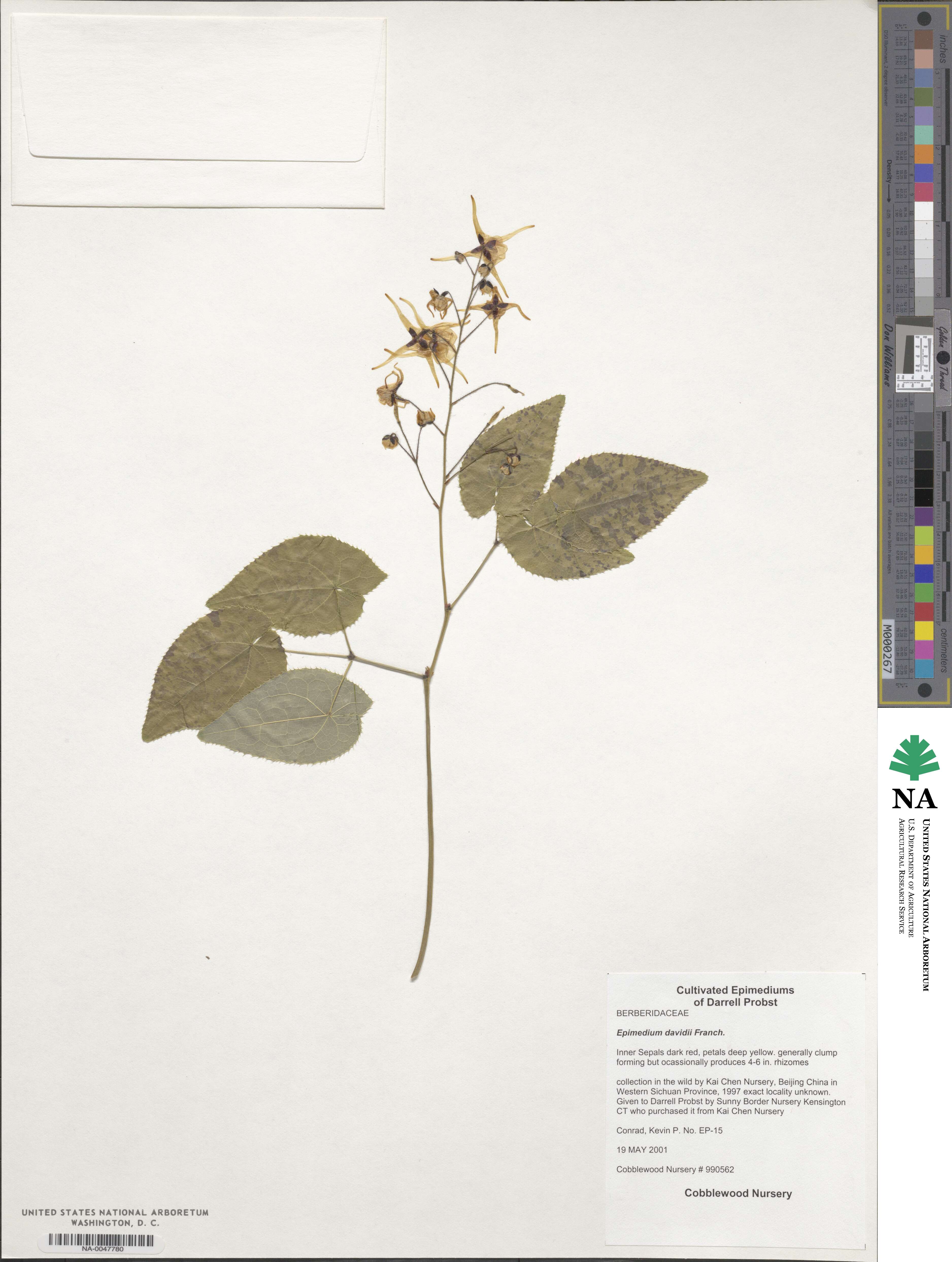 Epimedium davidii image