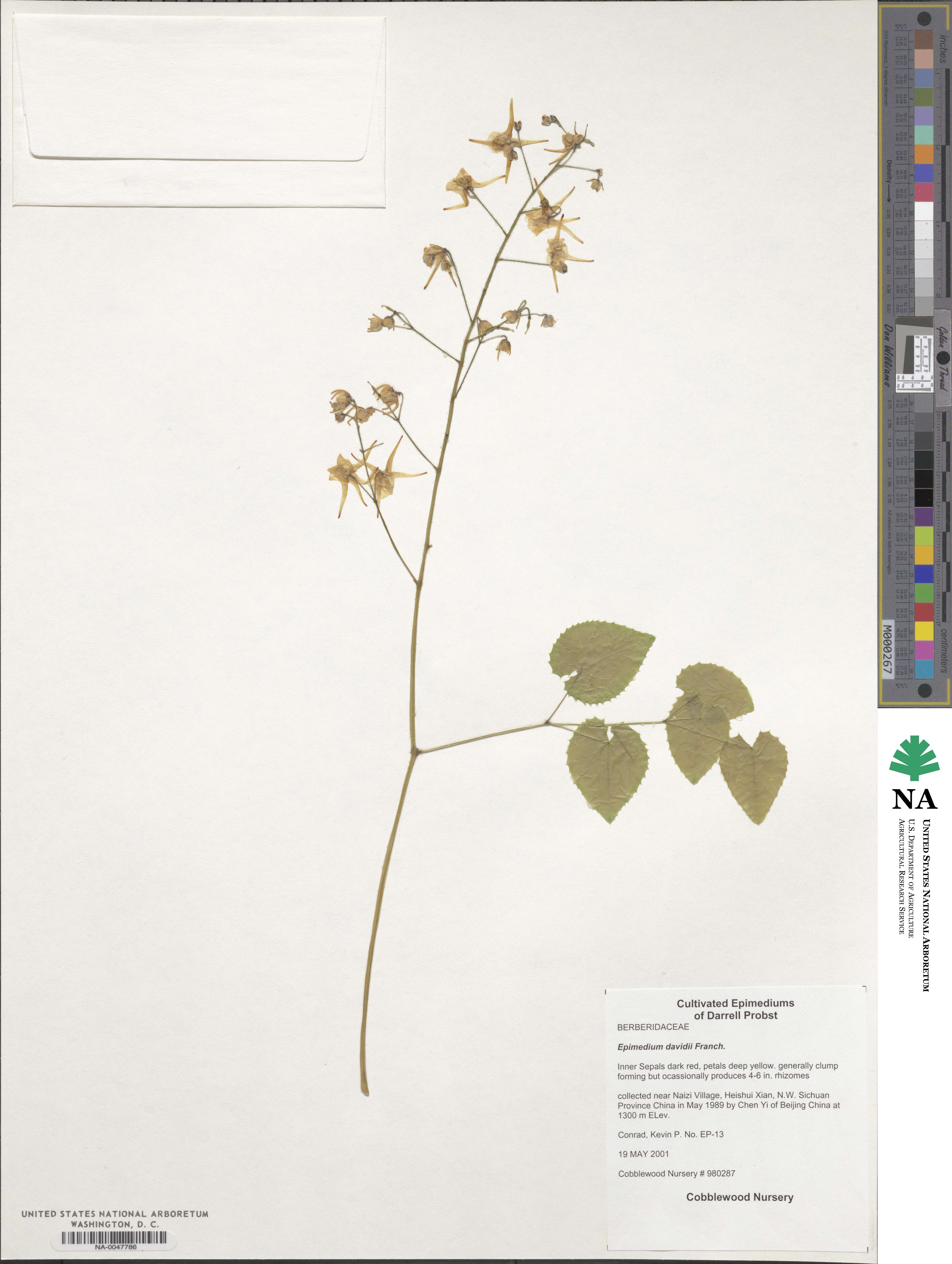 Epimedium davidii image
