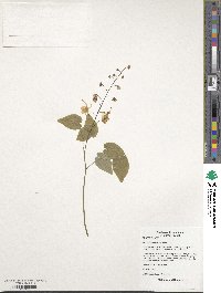 Epimedium davidii image