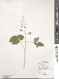 Epimedium davidii image