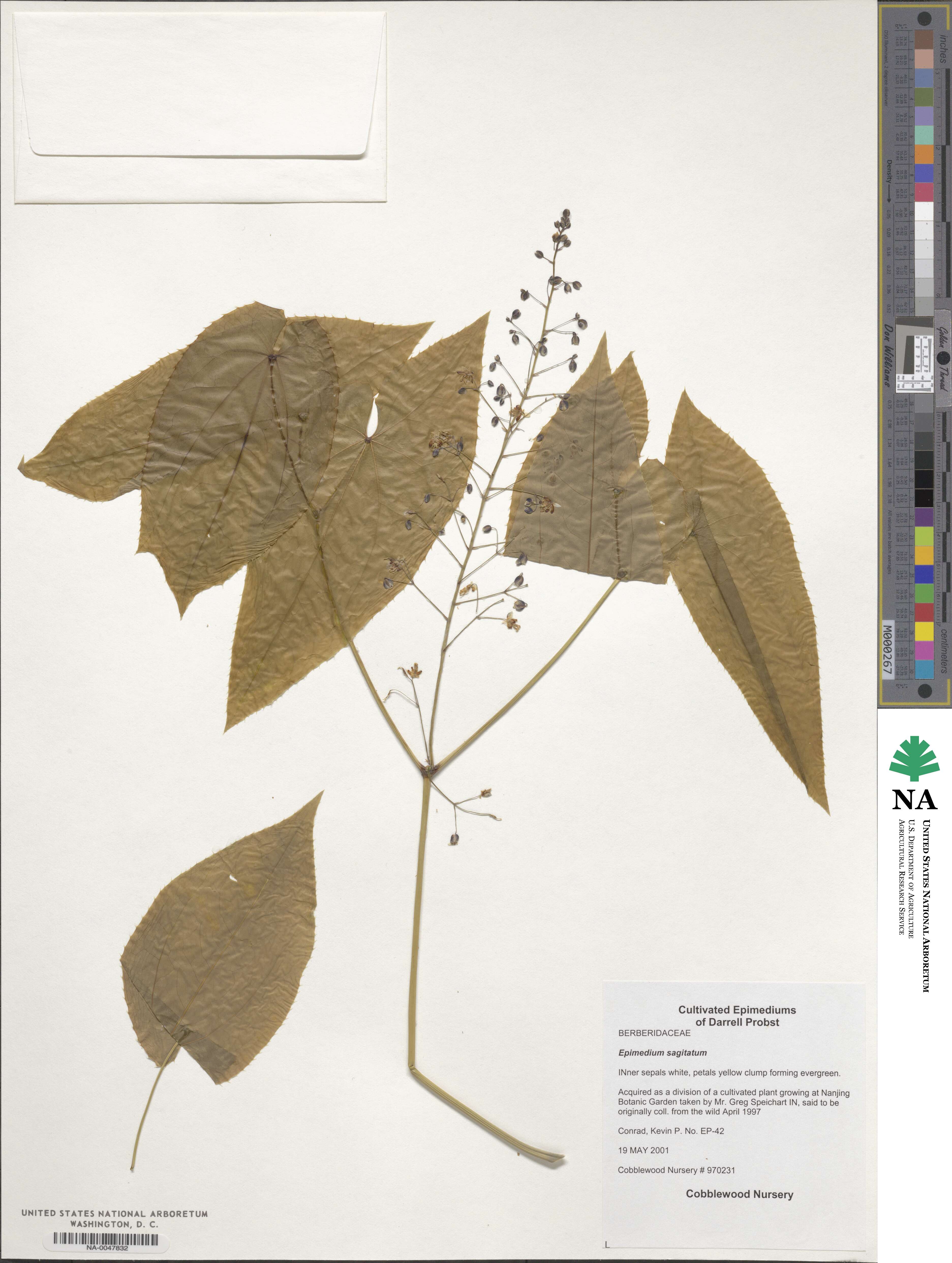 Epimedium sagittatum image