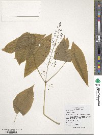 Epimedium sagittatum image