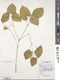 Epimedium koreanum image